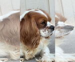Small #3 Cavalier King Charles Spaniel