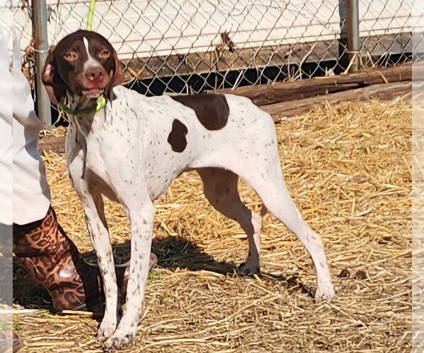 Medium Photo #3 Pointer-Unknown Mix Puppy For Sale in Wetumpka, AL, USA
