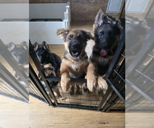 Medium Photo #15 German Shepherd Dog Puppy For Sale in LA FAYETTE, NY, USA