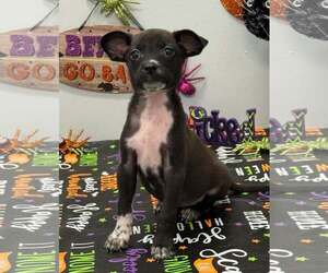 Chiweenie Dogs for adoption in SHERBURNE, NY, USA