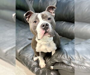 American Staffordshire Terrier-Unknown Mix Dogs for adoption in Spring Lake, NJ, USA