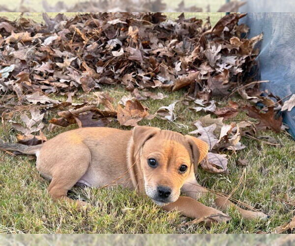Medium Photo #4 Labrador Retriever-Unknown Mix Puppy For Sale in Raleigh, NC, USA