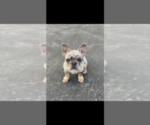 Small Photo #1 French Bulldog Puppy For Sale in HILTON, NY, USA