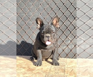 French Bulldog Puppy for sale in FRESNO, CA, USA