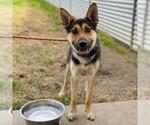 Small Photo #2 German Shepherd Dog-Unknown Mix Puppy For Sale in Modesto, CA, USA
