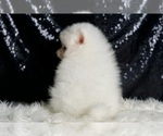 Small Photo #14 Pomeranian Puppy For Sale in WARSAW, IN, USA