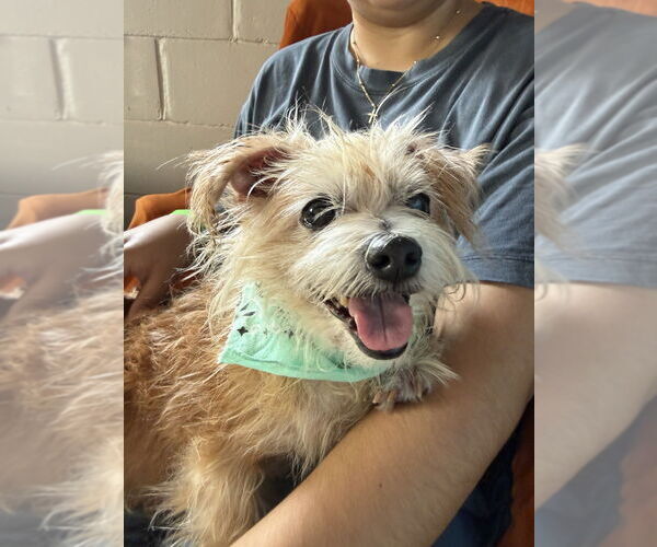 Medium Photo #2 Mutt Puppy For Sale in San Leon, TX, USA