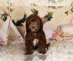Small Photo #6 Goldendoodle-Poodle (Miniature) Mix Puppy For Sale in WARSAW, IN, USA