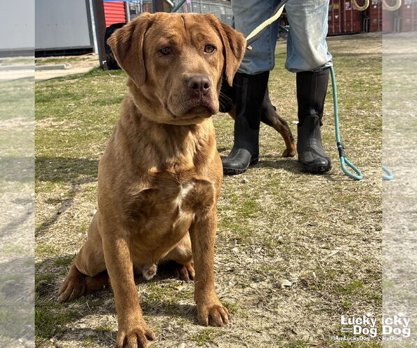 Medium Photo #3 Basset Hound-Unknown Mix Puppy For Sale in Washington, DC, USA
