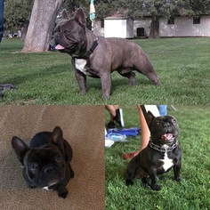 French Bulldog Puppy for sale in MADERA, CA, USA