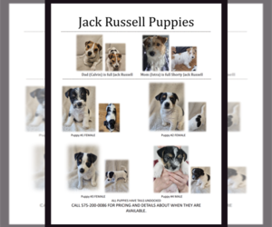 Jack Russell Terrier Puppy for sale in CARLSBAD, NM, USA