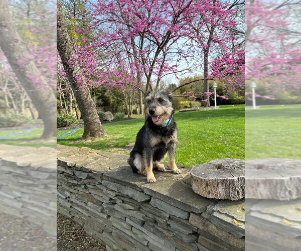 Medium Photo #5 Mutt Puppy For Sale in Lawrenceville, NJ, USA