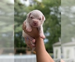 Small Photo #7 Dogo Argentino Puppy For Sale in INKSTER, MI, USA