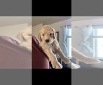 Small Photo #68 Goldendoodle Puppy For Sale in RATHDRUM, ID, USA