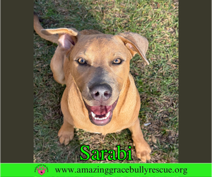 Bulldog-Labrador Retriever Mix Dogs for adoption in Pensacola, FL, USA