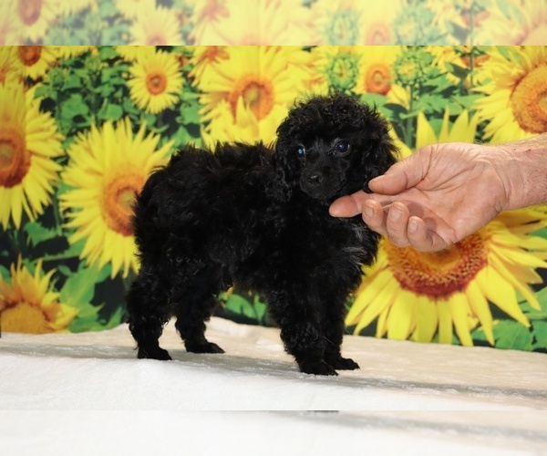 Medium Photo #8 Poodle (Toy) Puppy For Sale in DYERSBURG, TN, USA