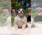 Small #7 Miniature Bernedoodle