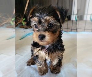 Yorkshire Terrier Puppy for sale in PLACITAS, NM, USA