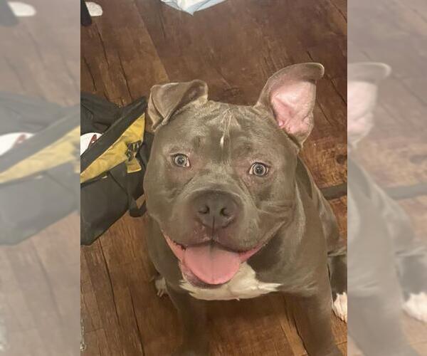 Medium Photo #1 American Staffordshire Terrier-Unknown Mix Puppy For Sale in San Antonio, TX, USA