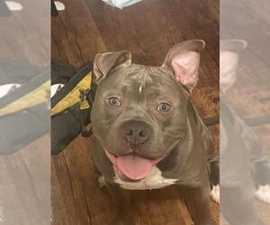 American Staffordshire Terrier-Unknown Mix Dogs for adoption in San Antonio, TX, USA