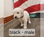 Puppy Black English Cream Golden Retriever