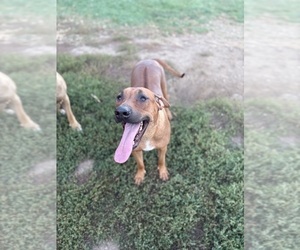 Mother of the Rhodesian Ridgeback puppies born on 07/28/2025