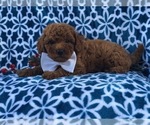 Small #4 Cavapoo-Poodle (Miniature) Mix