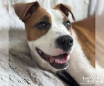 Small #6 Boxer Mix