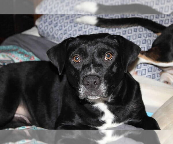 Medium Photo #2 Mutt Puppy For Sale in Abbeville, LA, USA