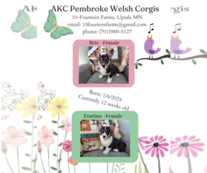 Pembroke Welsh Corgi Puppy for Sale in BURTRUM, Minnesota USA