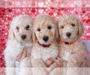 Double Doodle Puppy for sale in BULVERDE, TX, USA