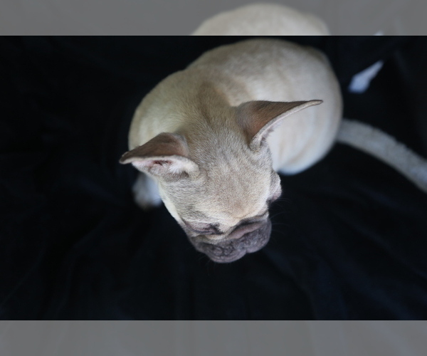 Medium Photo #8 French Bulldog Puppy For Sale in PHOENIX, AZ, USA