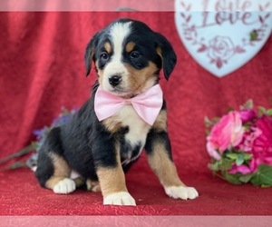 Bernese Mountain Dog-Labrador Retriever Mix Puppy for sale in LANCASTER, PA, USA