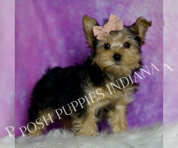 Medium Photo #4 Yorkshire Terrier Puppy For Sale in WARSAW, IN, USA