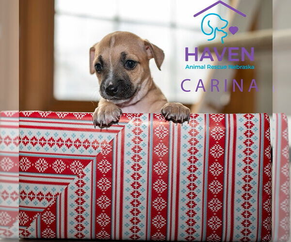 Medium Photo #2 Dachshund-Unknown Mix Puppy For Sale in Omaha, NE, USA