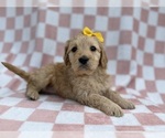 Small #3 Goldendoodle
