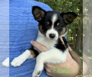 Border Collie-Papillon Mix Puppy for sale in CULPEPER, VA, USA