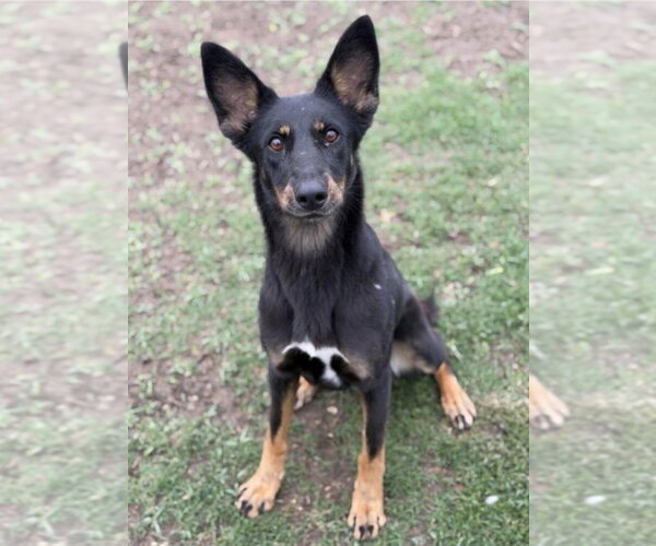 Medium Photo #2 Australian Kelpie-Unknown Mix Puppy For Sale in Canton, CT, USA