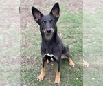 Small #1 Australian Kelpie Mix
