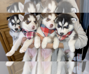 Siberian Husky Puppy for sale in NEW LONDON, CT, USA