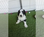 Puppy Crosby Sheepadoodle
