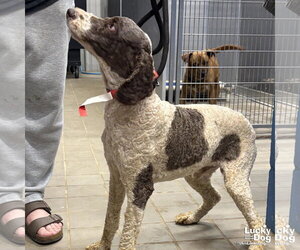 Mutt Dogs for adoption in Washington, DC, USA