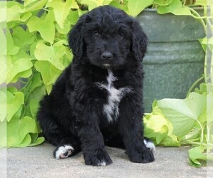 Bernedoodle Puppy for sale in FREDERICKSBG, OH, USA