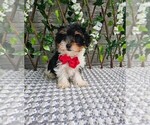 Small #3 Yorkshire Terrier