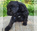 Small #6 F2 Aussiedoodle