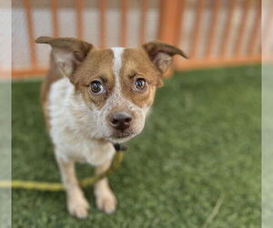 Chihuahua-Unknown Mix Dogs for adoption in Las Vegas, NV, USA