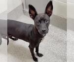 Small Photo #2 Labrador Retriever-Unknown Mix Puppy For Sale in Houston, TX, USA