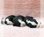 Small Photo #9 Bernedoodle (Miniature) Puppy For Sale in ROY, UT, USA