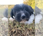 Puppy 2 Schnauzer (Miniature)