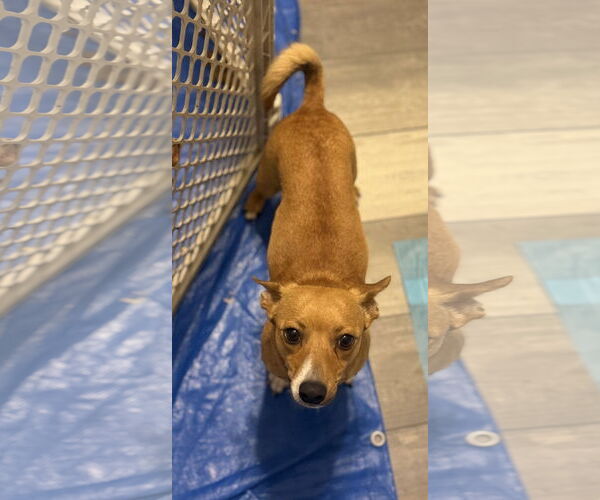 Medium Photo #2 Chihuahua Puppy For Sale in Slidell, LA, USA
